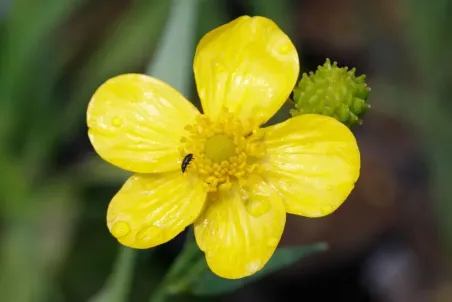 Ranunculus lingua