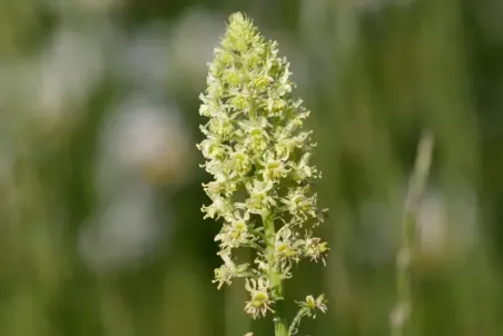 Reseda lutea - Einzelsamen