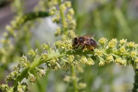 Reseda luteola