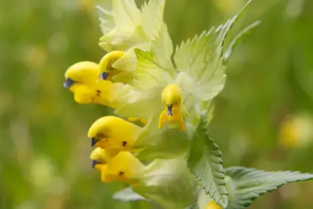 Rhinanthus alectorolophus - Einzelsamen