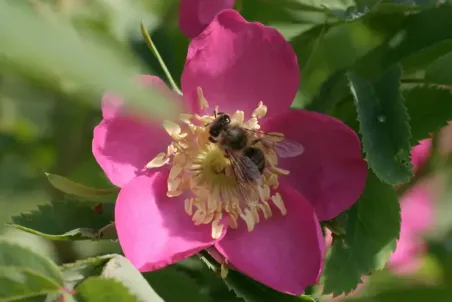 Rosa pendulina