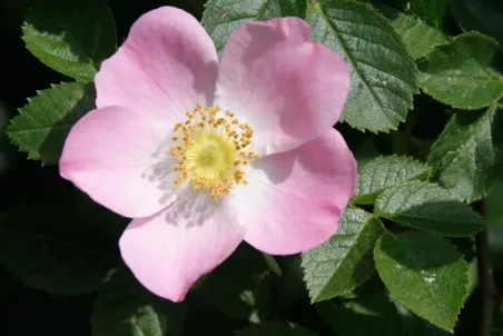 Rosa rubiginosa