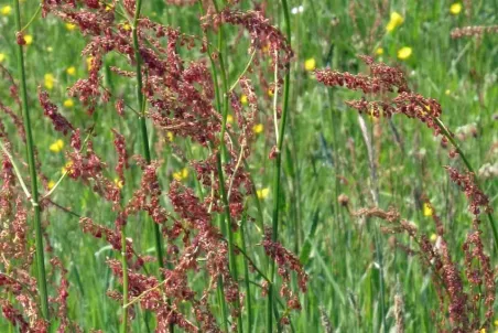 Rumex acetosa