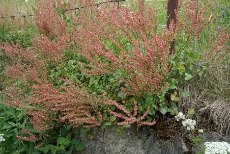 Rumex scutatus