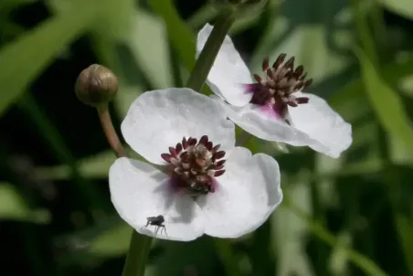 Sagittaria sagittifolia