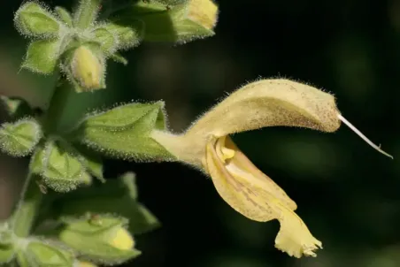 Salvia glutinosa