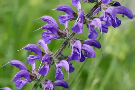 Salvia pratensis