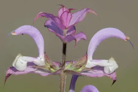 Salvia sclarea