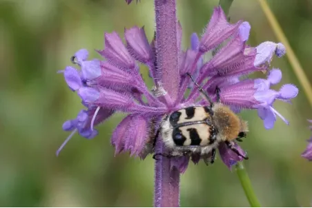 Salvia verticillata