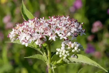 Sambucus ebulus