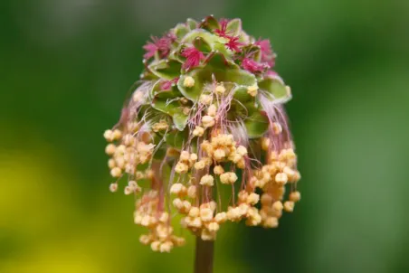 Sanguisorba minor s. str. - Einzelsamen