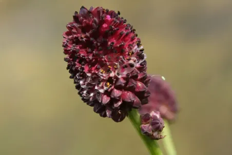 Sanguisorba officinalis