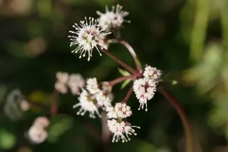 Sanicula europaea