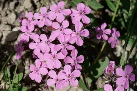 Saponaria ocymoides