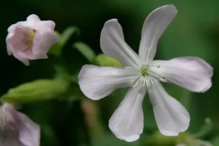 Saponaria officinalis