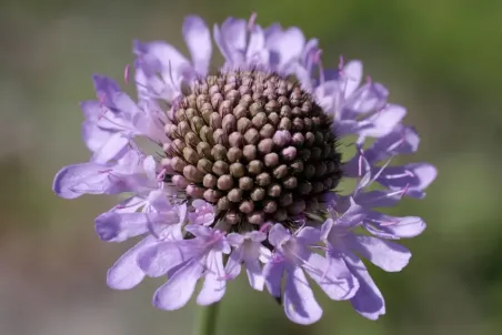 Scabiosa columbaria - Einzelsamen