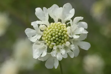 Scabiosa ochroleuca