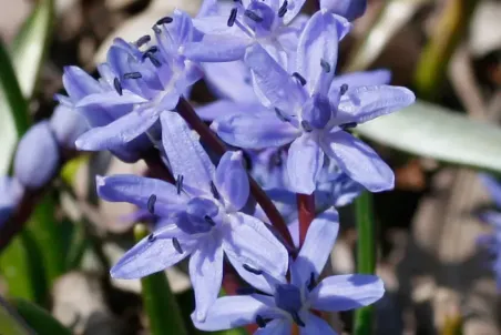 Scilla bifolia