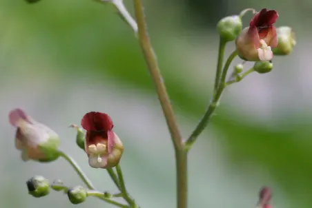 Scrophularia nodosa