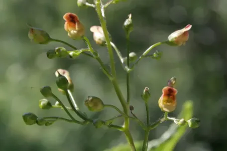 Scrophularia umbrosa