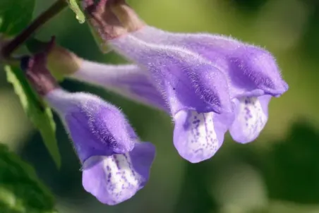 Scutellaria galericulata - Einzelsamen