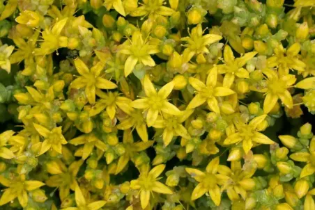 Sedum acre