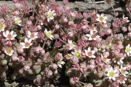 Sedum dasyphyllum