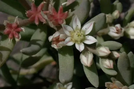 Sedum hispanicum