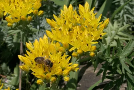 Sedum rupestre (reflexum)