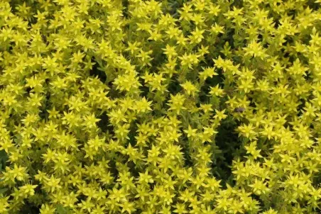 Sedum sexangulare