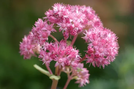 Sedum telephium