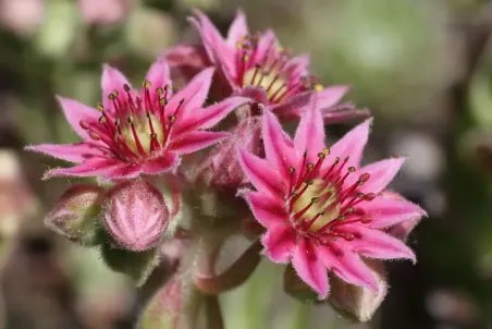 Sempervivum arachnoideum