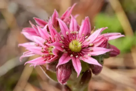 Sempervivum tectorum