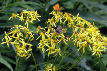 Senecio ovatus