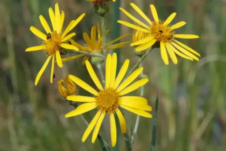 Senecio paludosus