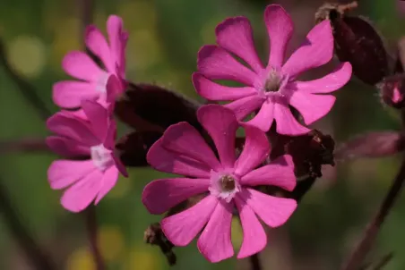 Silene dioica - Einzelsamen