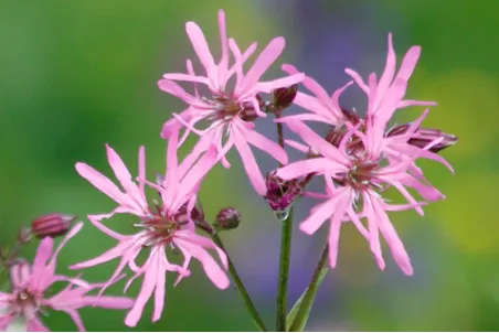 Silene flos-cuculi - Einzelsamen