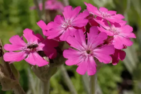 Silene flos-jovis - Einzelsamen