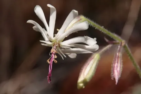 Silene nutans