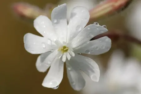 Silene pratensis