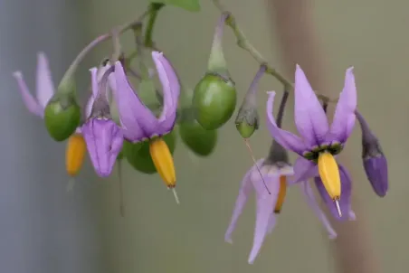 Solanum dulcamara