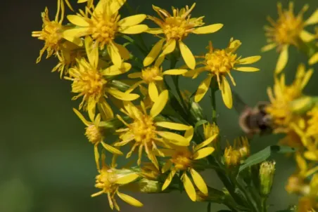 Solidago virgaurea