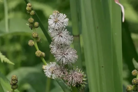 Sparganium erectum