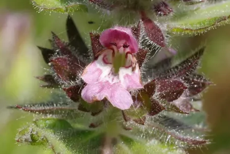 Stachys alpina