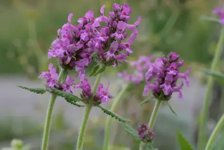 Stachys officinalis - Einzelsamen