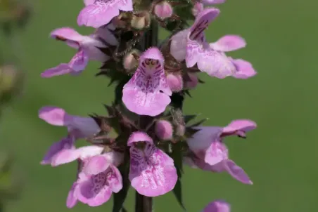 Stachys palustris