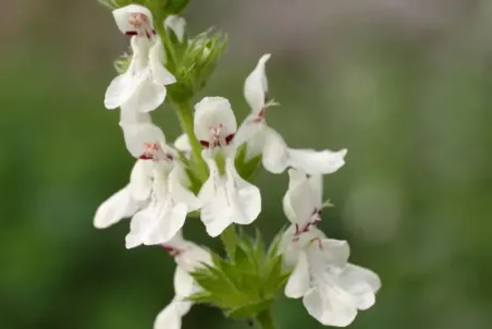 Stachys recta