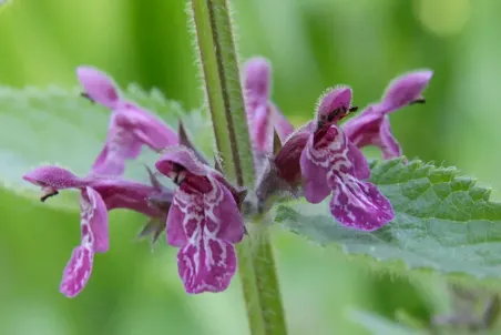 Stachys silvatica