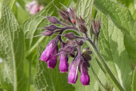 Symphytum officinale