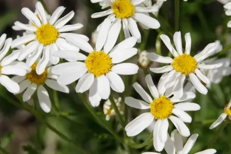 Tanacetum corymbosum